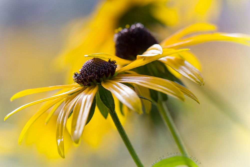 Septemberblüten#1