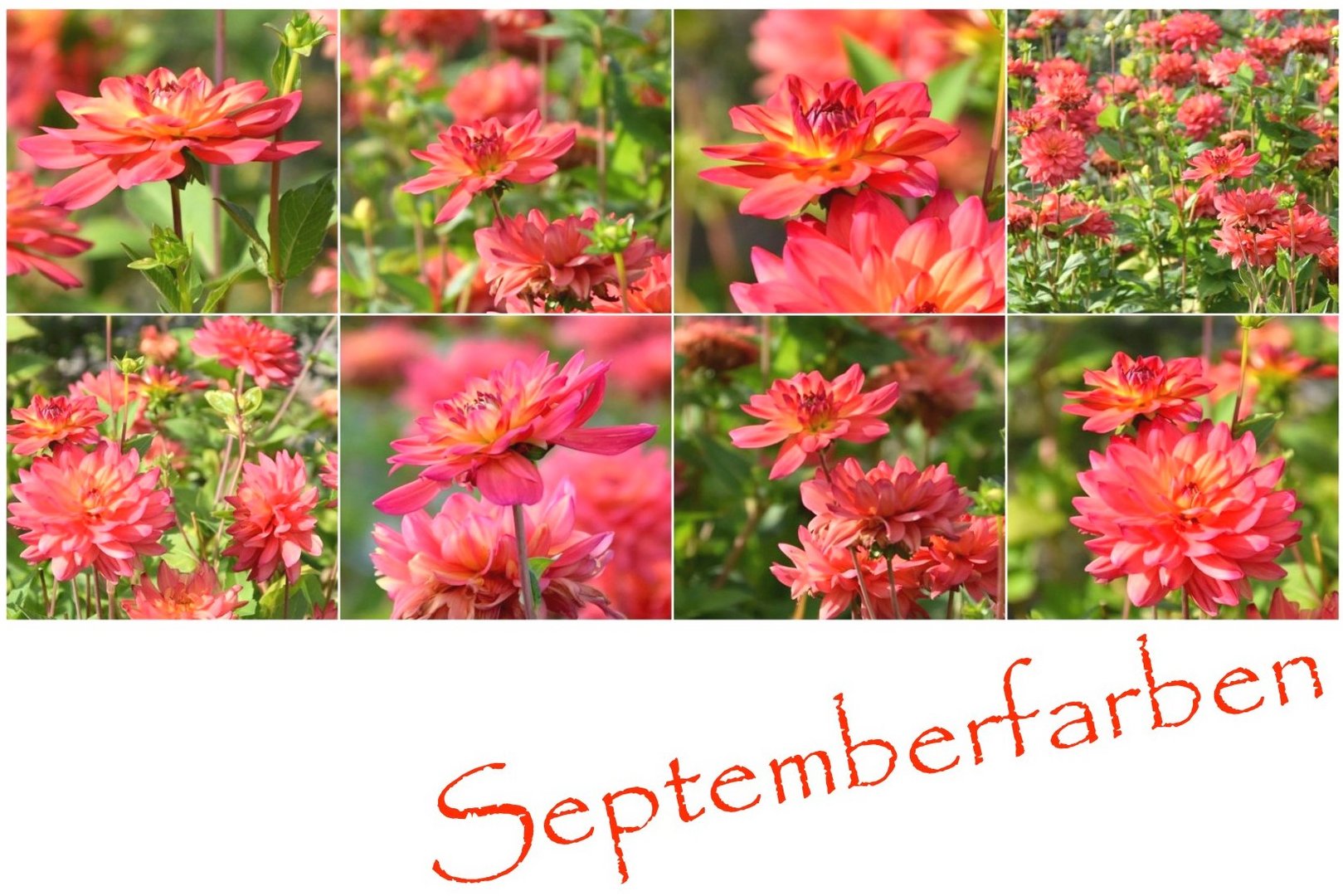 Septemberfarben 20