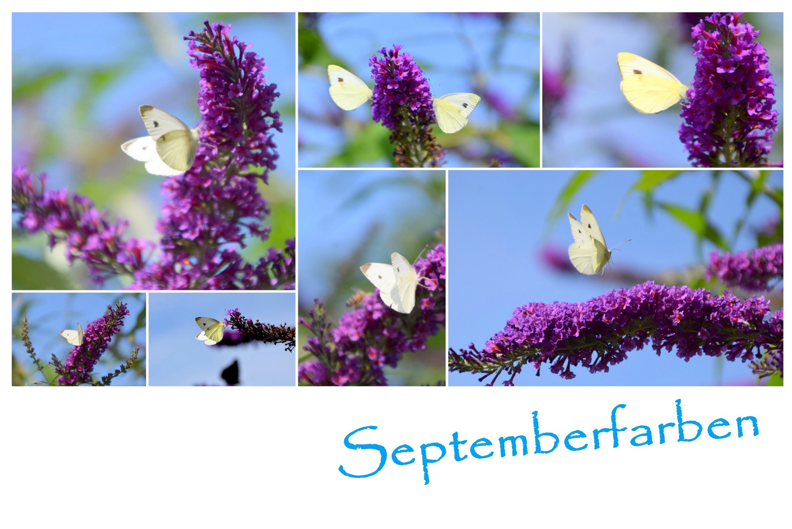 Septemberfarben 21