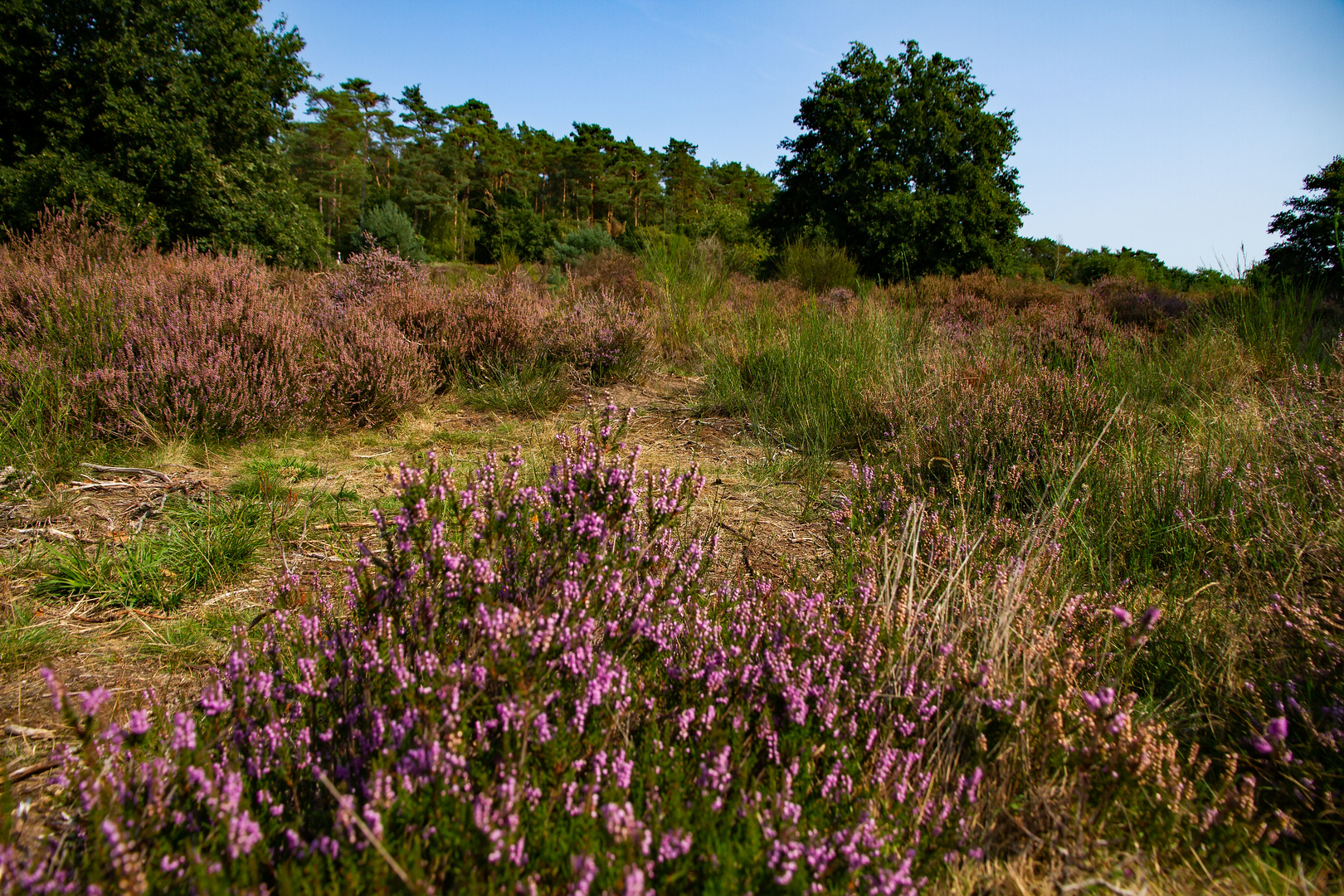 Septemberheide