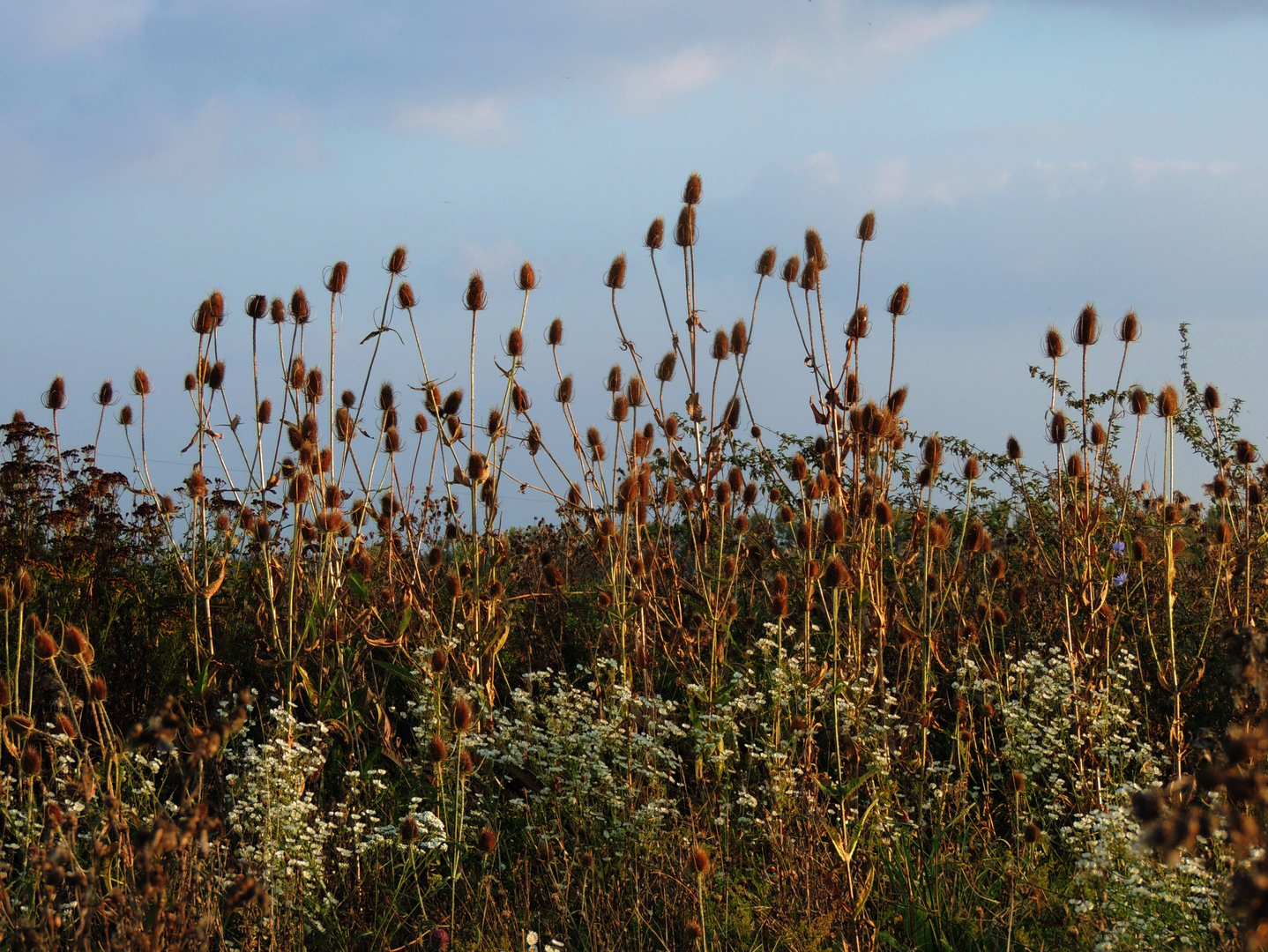 Septemberkraut im Kardenwald