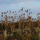 Septemberkraut im Kardenwald