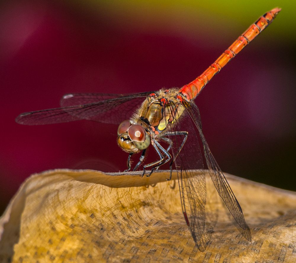 septemberlibelle