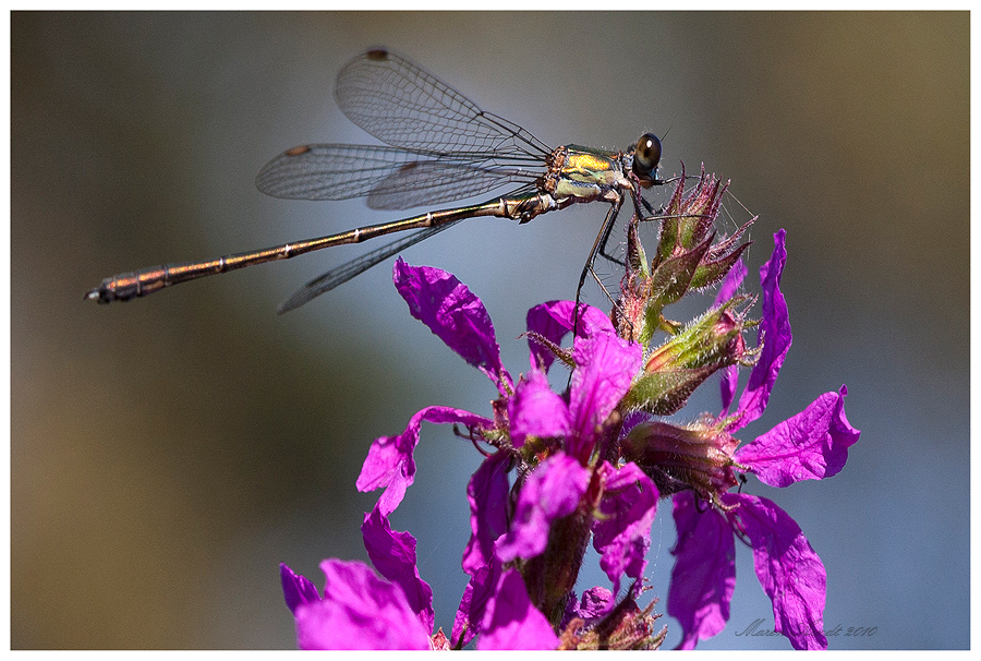 Septemberlibelle