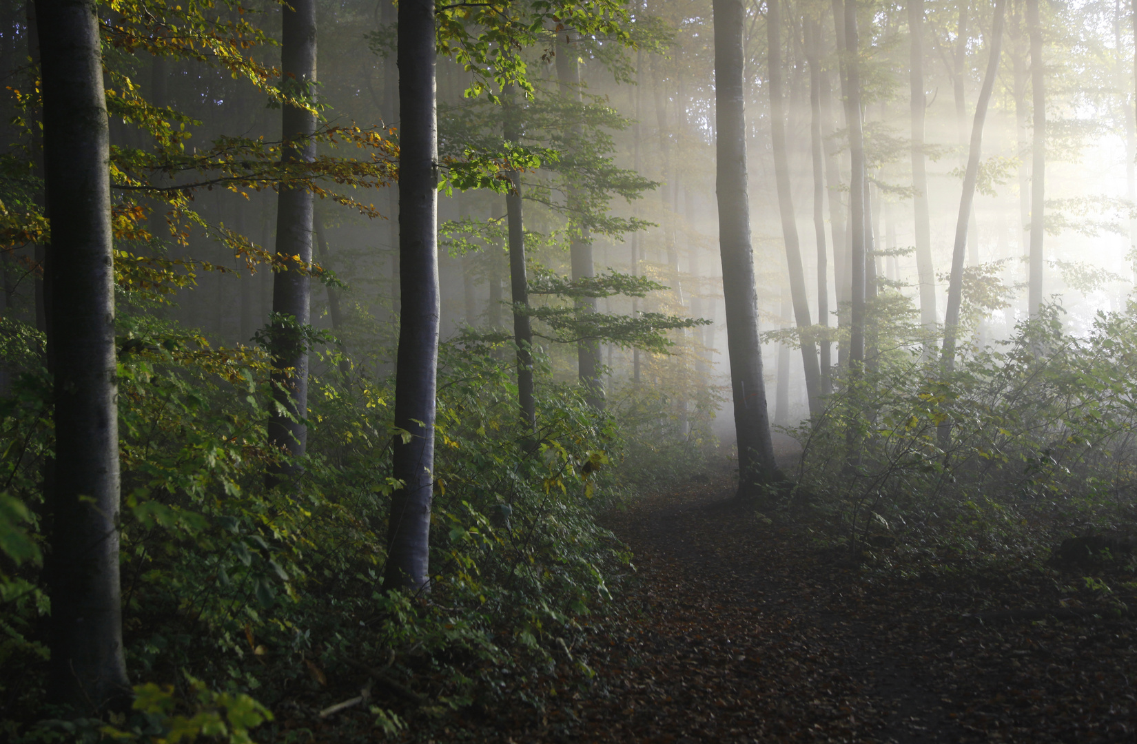 Septemberlicht