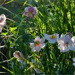 Septemberlicht