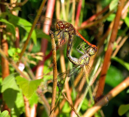 Libellen Bilder & Fotos