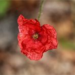 Septembermohn (1)