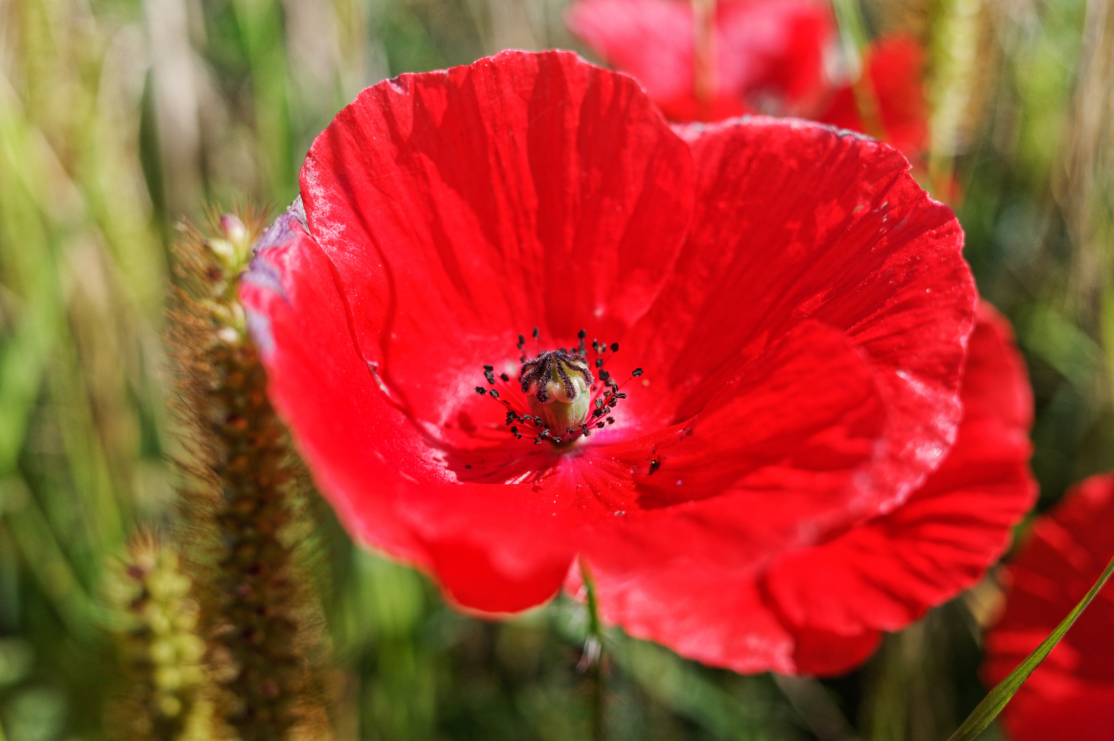 Septembermohn