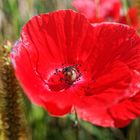 Septembermohn