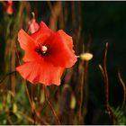 Septembermohn ...