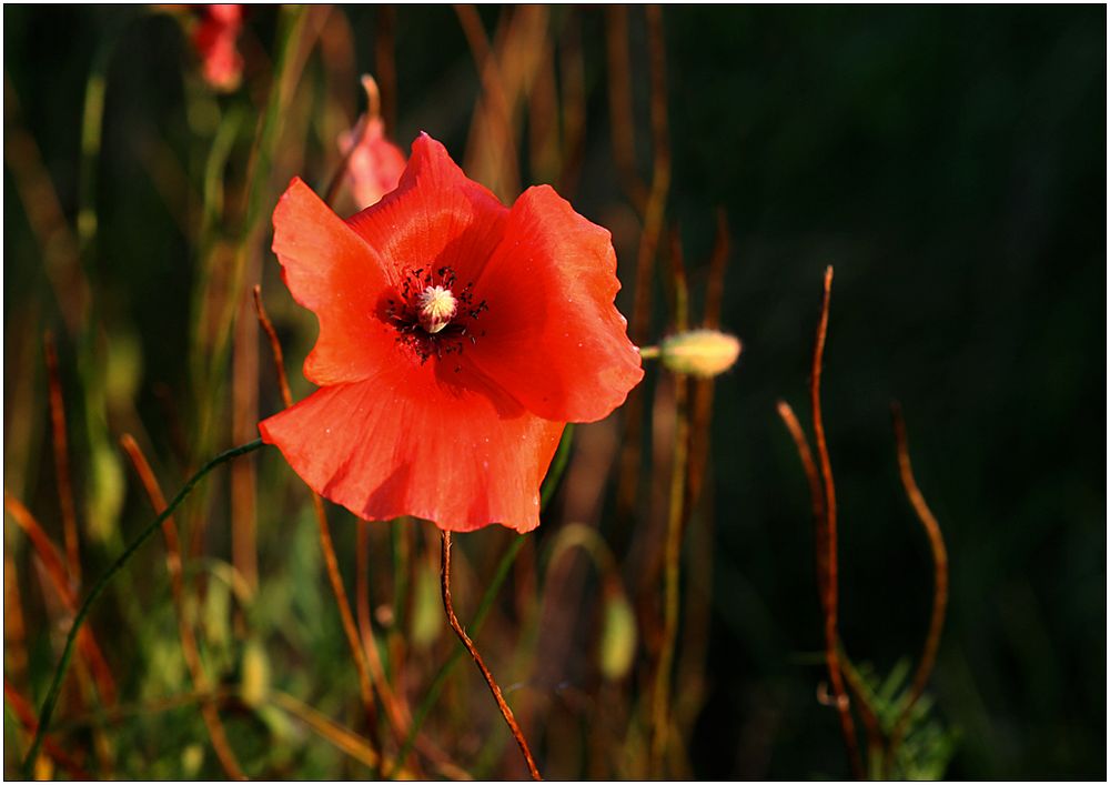 Septembermohn ...