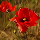 Septembermohn