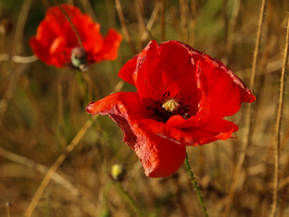 Septembermohn