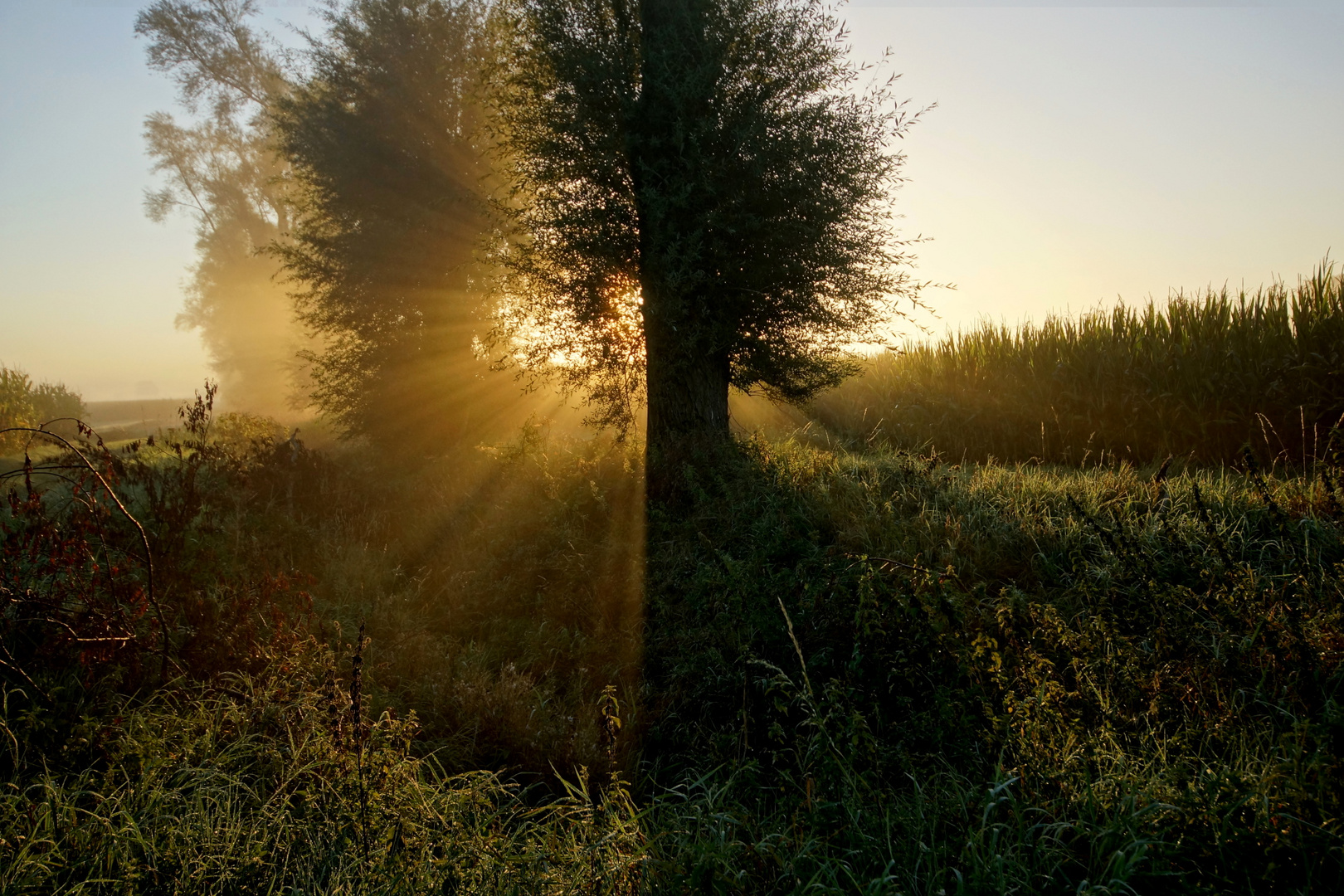 Septembermorgen