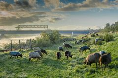 Septembermorgen an der Oste