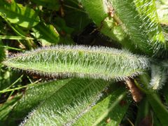 Septembermorgen I - Aufgespießte Wassertropfen