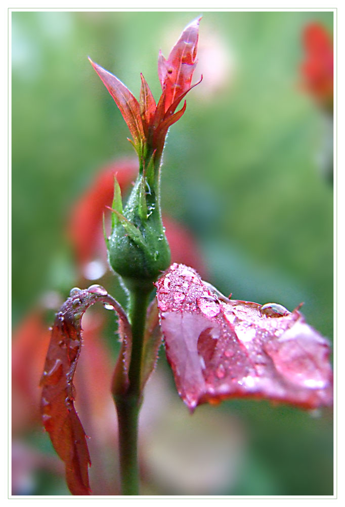 Septembermorgen im Garten I