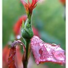 Septembermorgen im Garten I