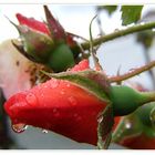 Septembermorgen im Garten II