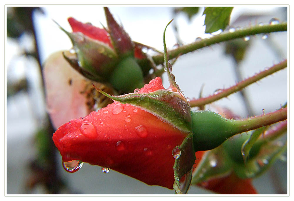 Septembermorgen im Garten II