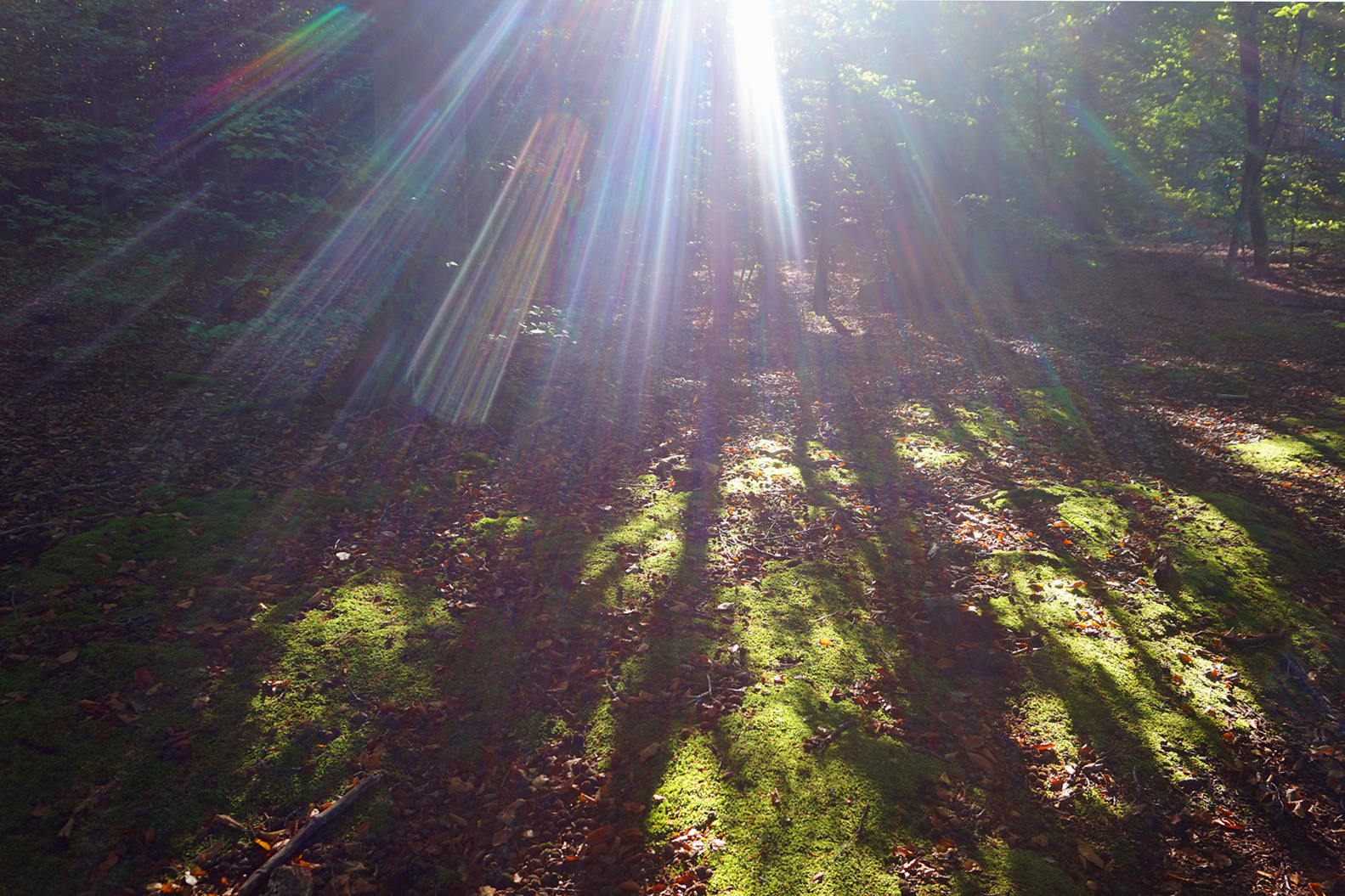 Septembermorgen im Wald