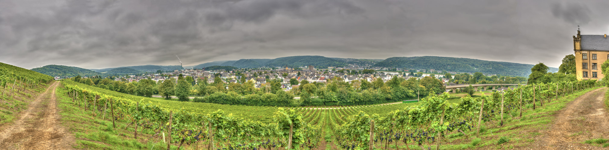 Septembermorgen im Weinberg