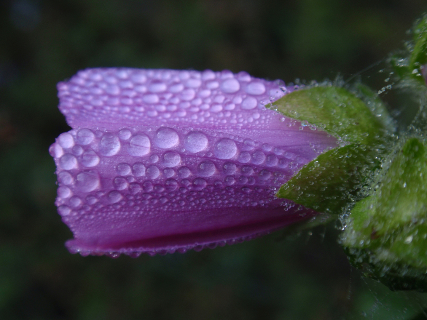 Septembermorgen IV - Wasserperlen umschmeicheln eine Malvenblüte