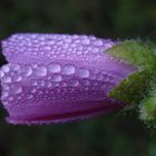 Septembermorgen IV - Wasserperlen umschmeicheln eine Malvenblüte