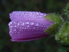 Septembermorgen IV - Wasserperlen umschmeicheln eine Malvenblüte