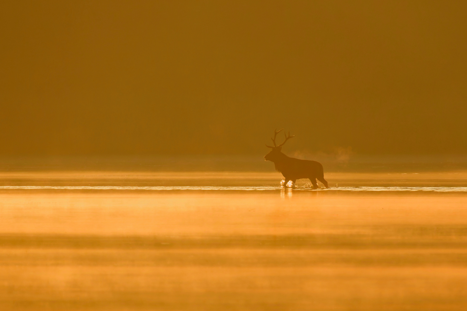 Septembermorgen - Rothirsch (Cervus elaphus)