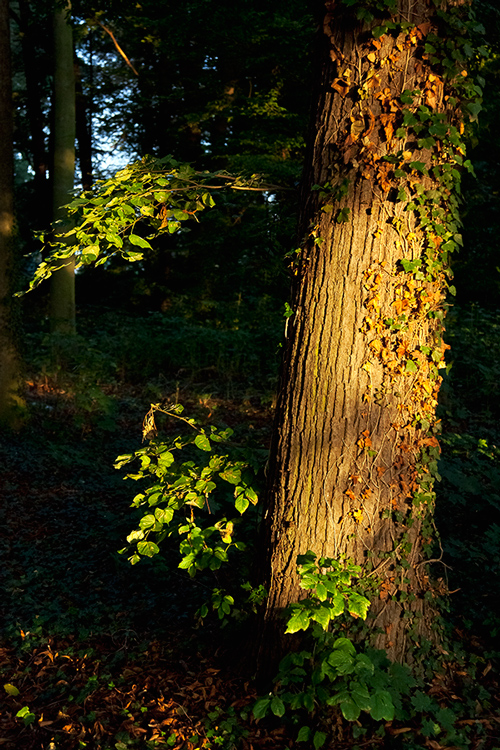 Septembermorgenlicht