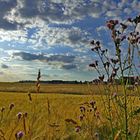 Septembernachmittag auf einem Feld in Mittelfranken