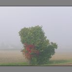 Septembernebel