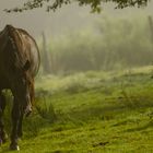 Septembernebel