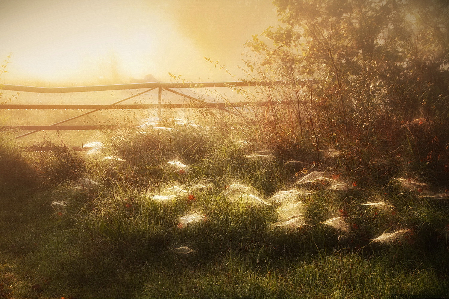 Septembernebel in den ABU Lippewiesen