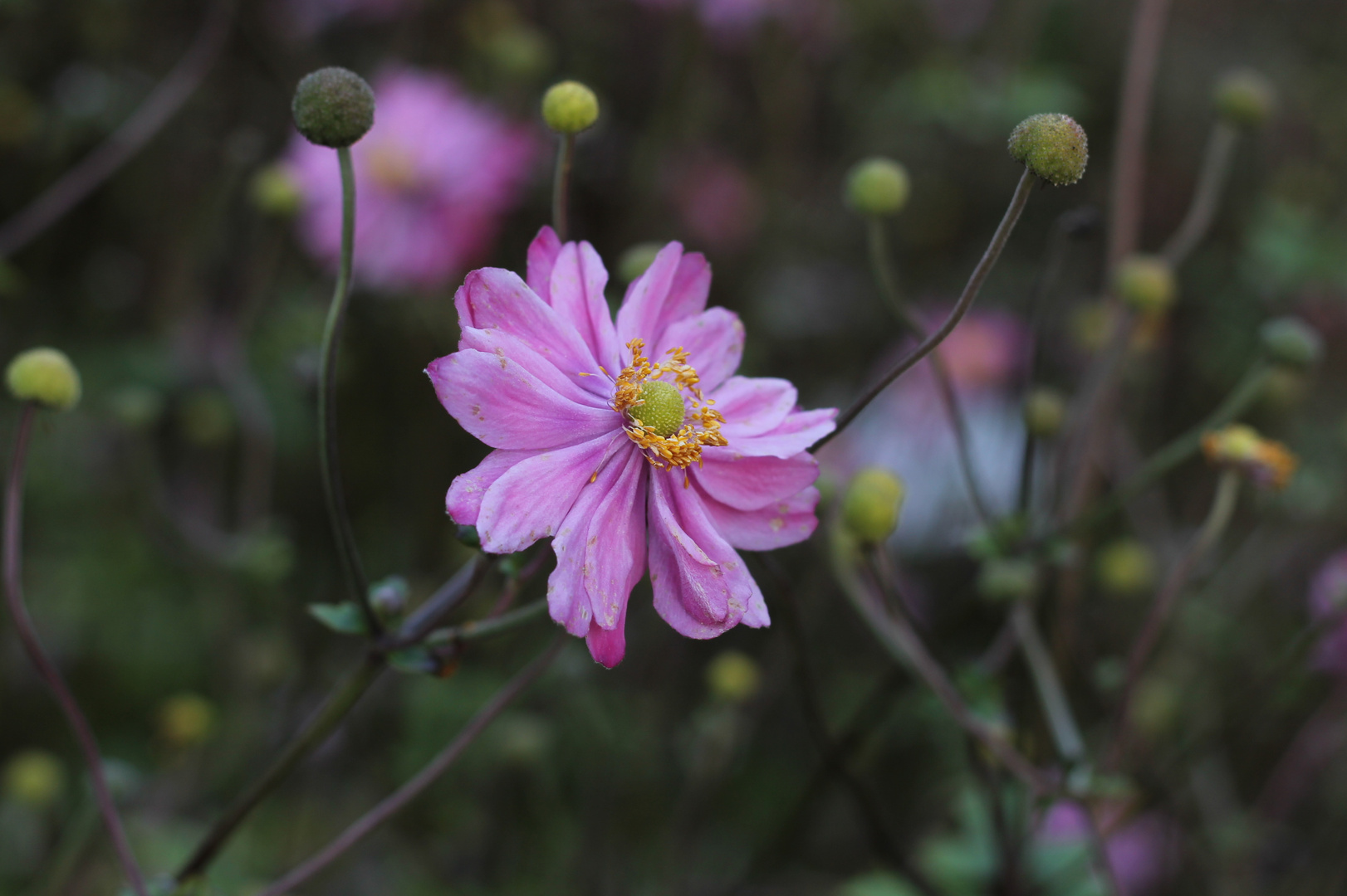 septemberschönheit