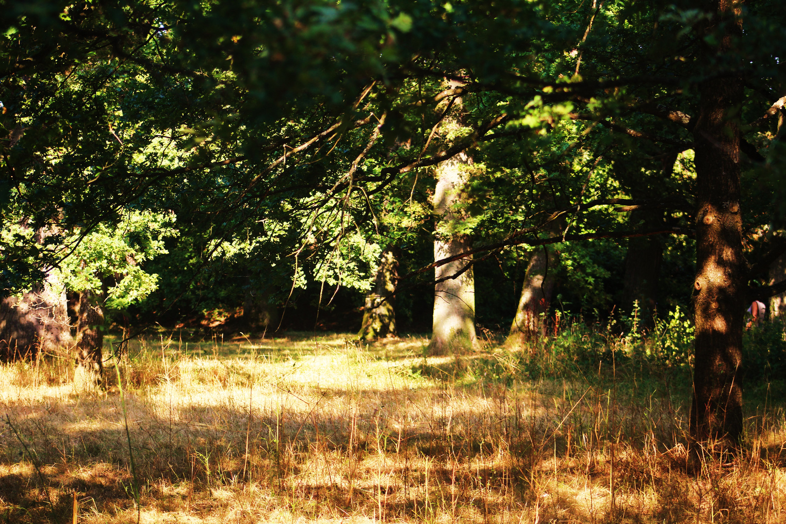 Septembersonne im Hain