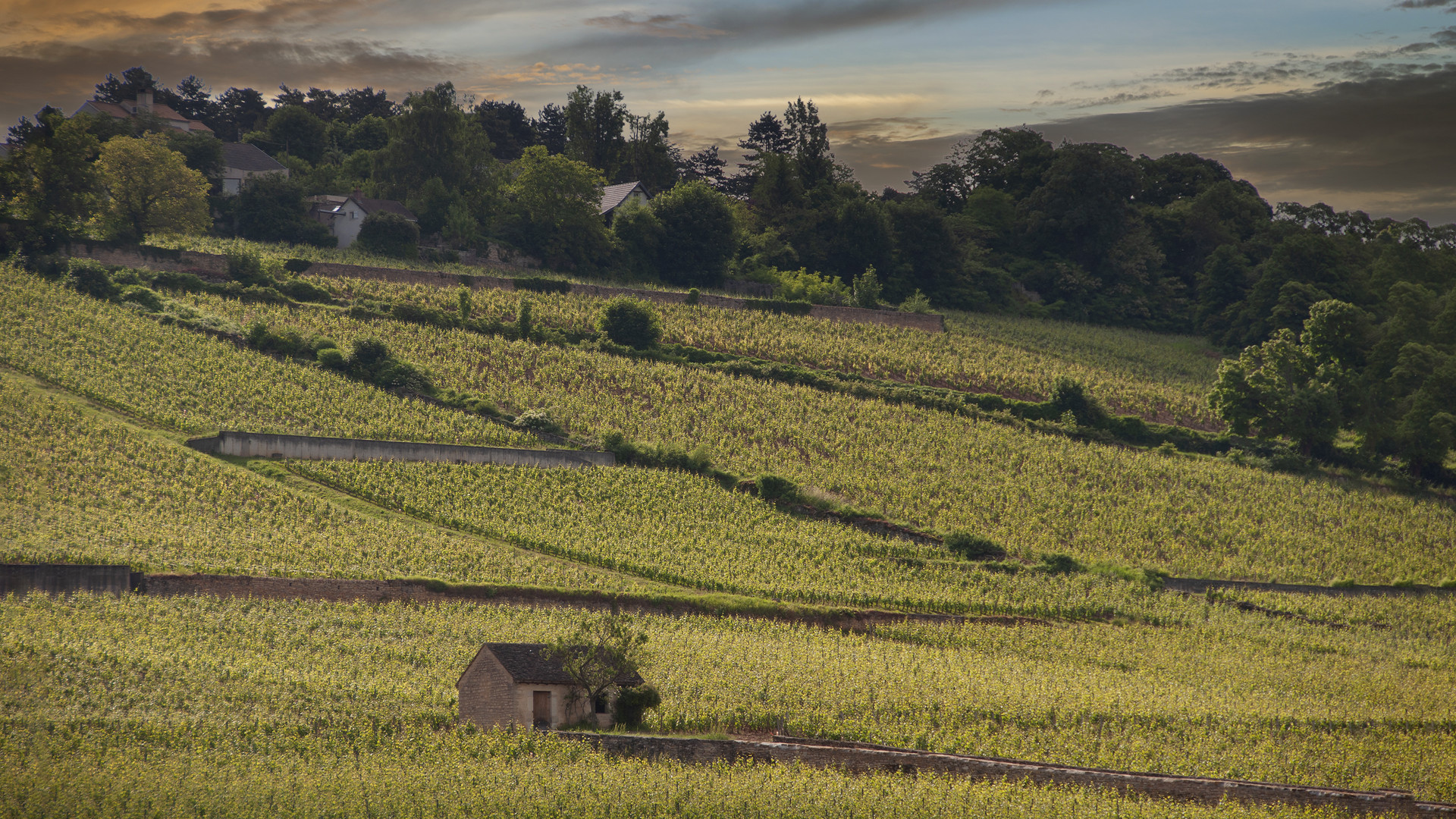 Septembre dans les vignes