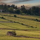 Septembre dans les vignes