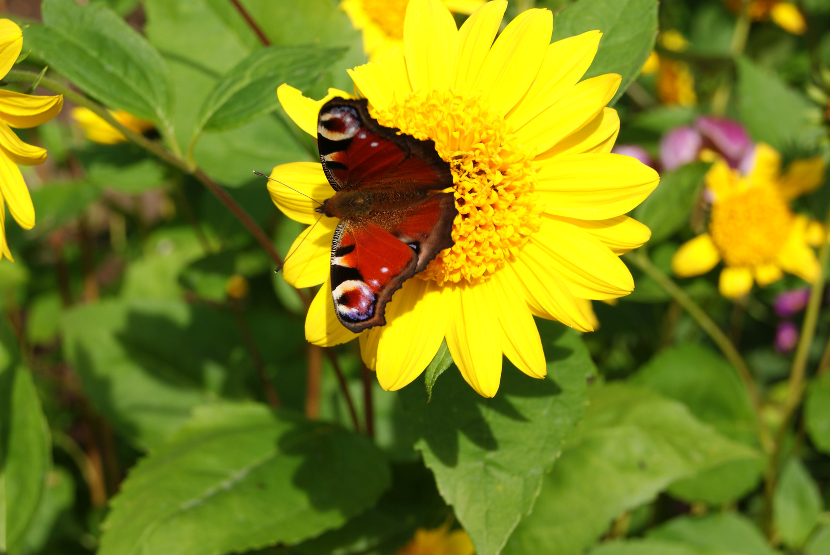 Sept.Schmetterling auf Blüte