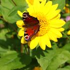 Sept.Schmetterling auf Blüte