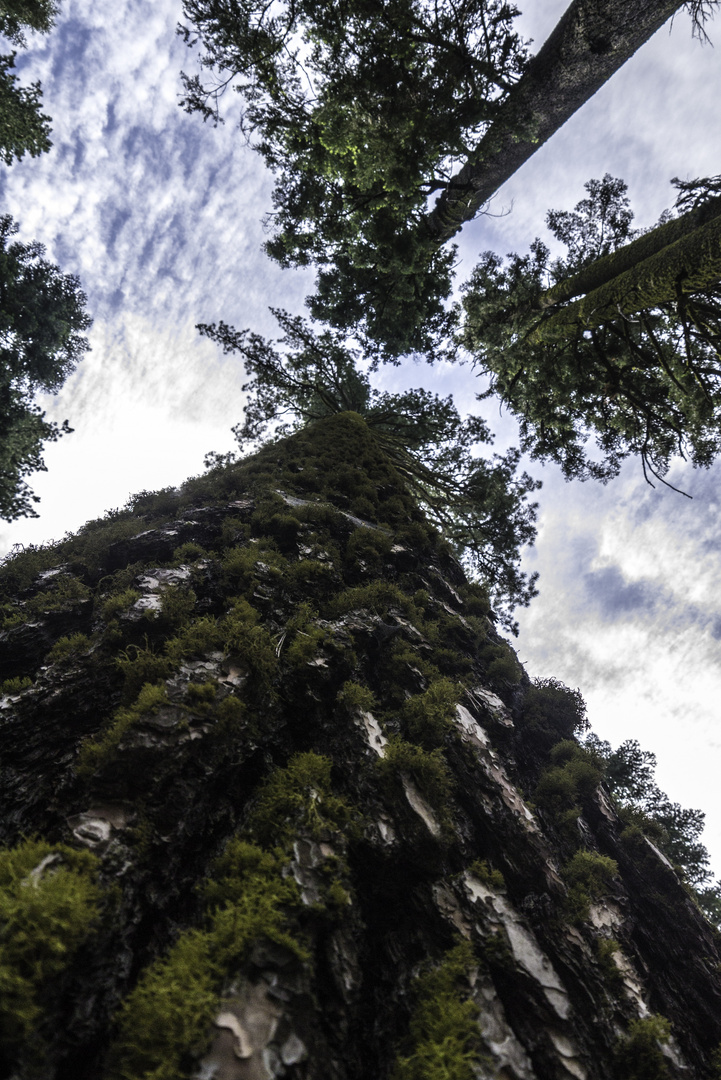 Seqoias im Yosemite Park