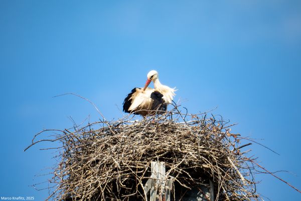 Sequenza di cambio della guardia del nido