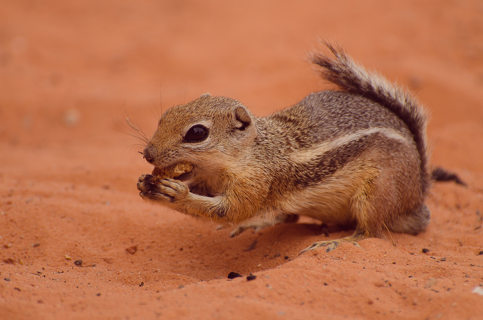 Sequirrel im Valley of Fire - Nevada