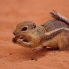 Sequirrel im Valley of Fire - Nevada