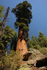 Sequoia 1