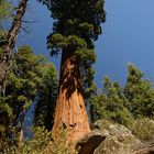 Sequoia 1