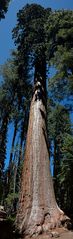 Sequoia 2