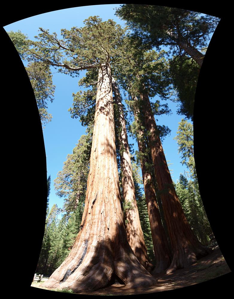 Sequoia